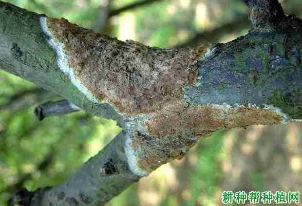 苹果树褐色膏药病如何防治呢(苹果树上的褐斑病啥药能治)